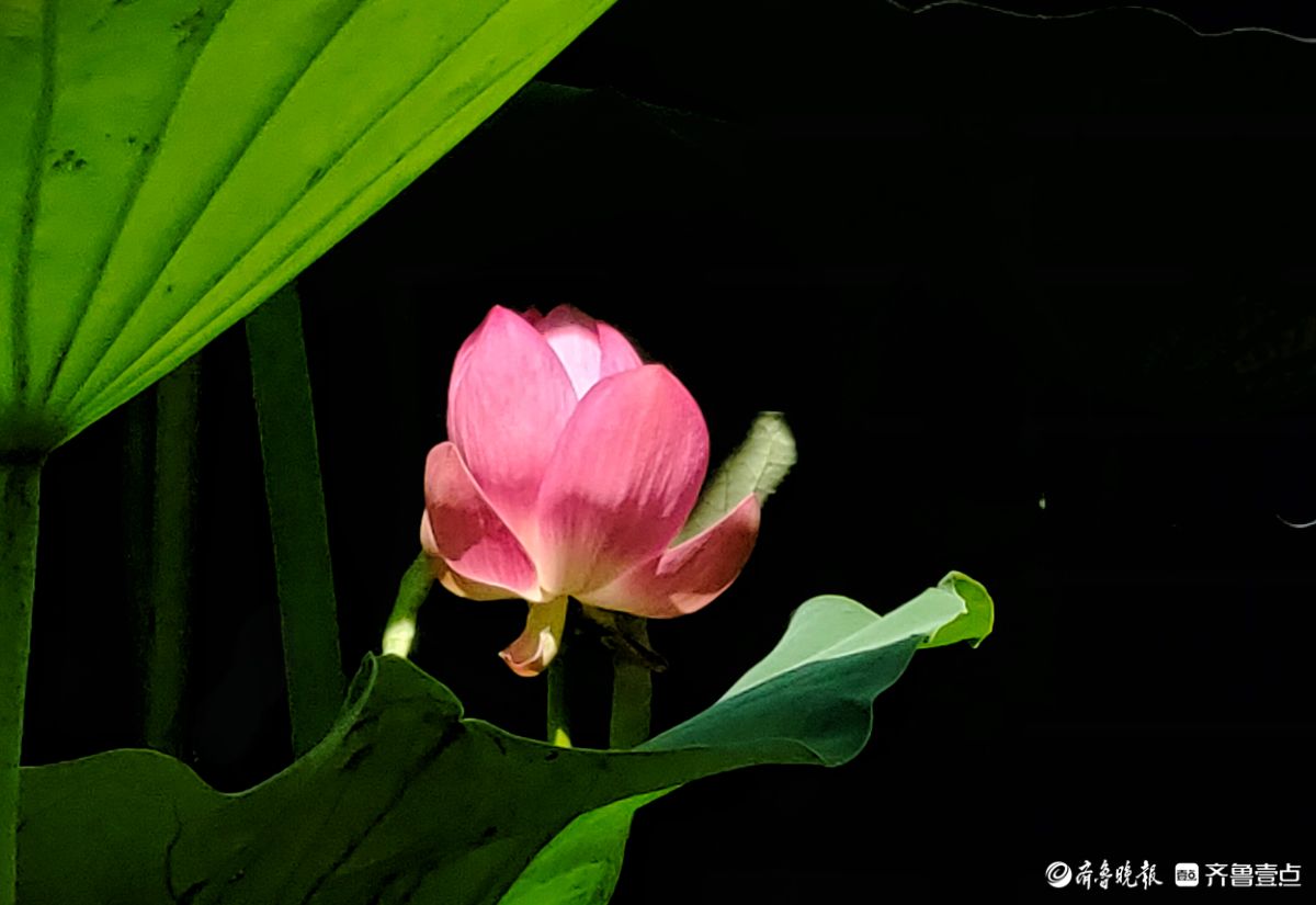 明湖荷花迎骄阳，绽放魅力添景致