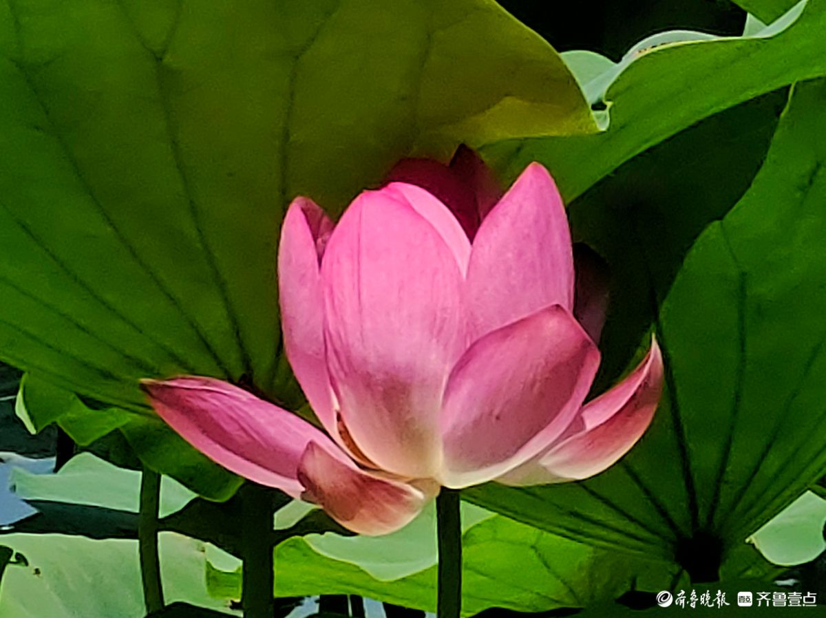 明湖荷花迎骄阳，绽放魅力添景致