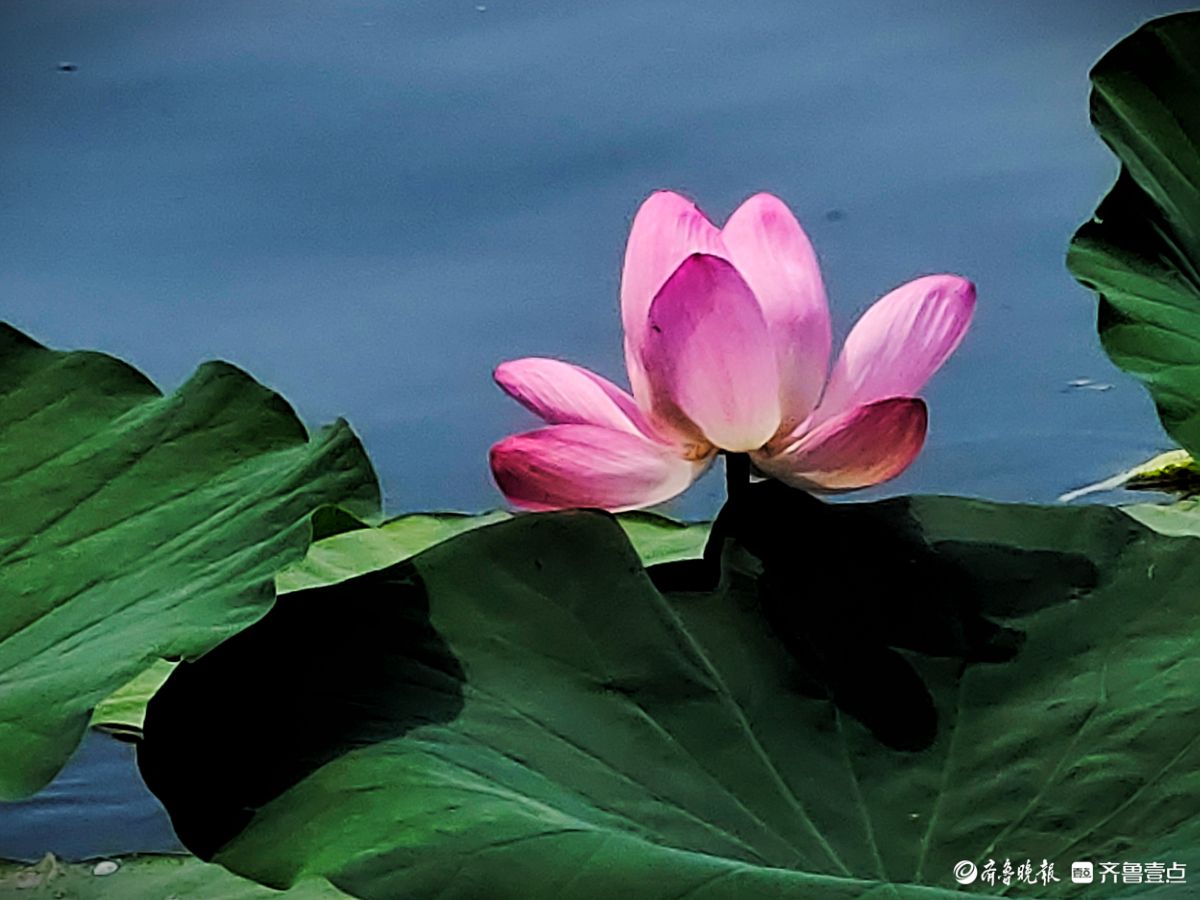 明湖荷花迎骄阳，绽放魅力添景致