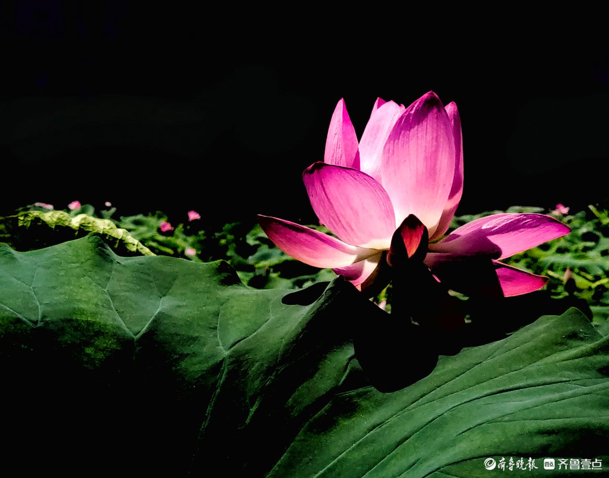 明湖荷花迎骄阳，绽放魅力添景致