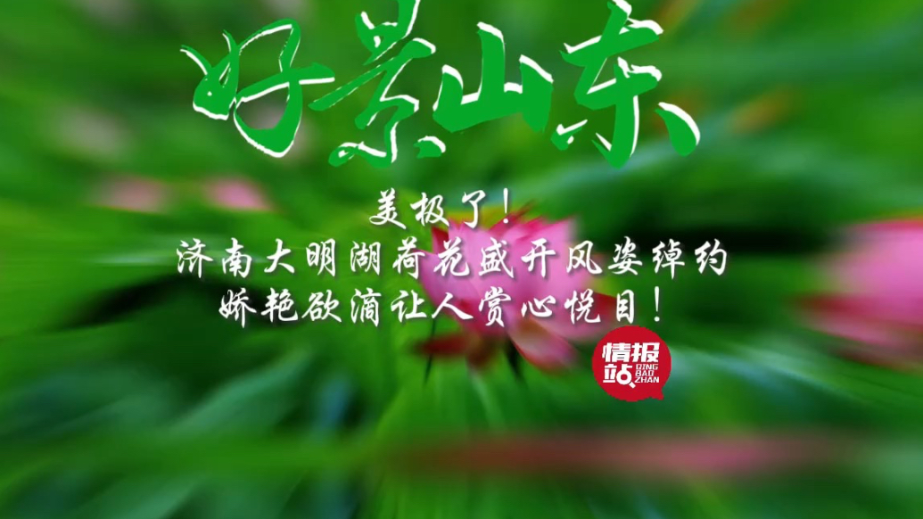 果然视频·好景山东|济南大明湖荷花盛开风姿绰约，让人赏心悦目