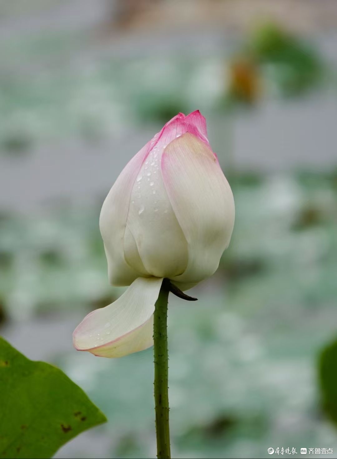 行摄华山——雨后小荷