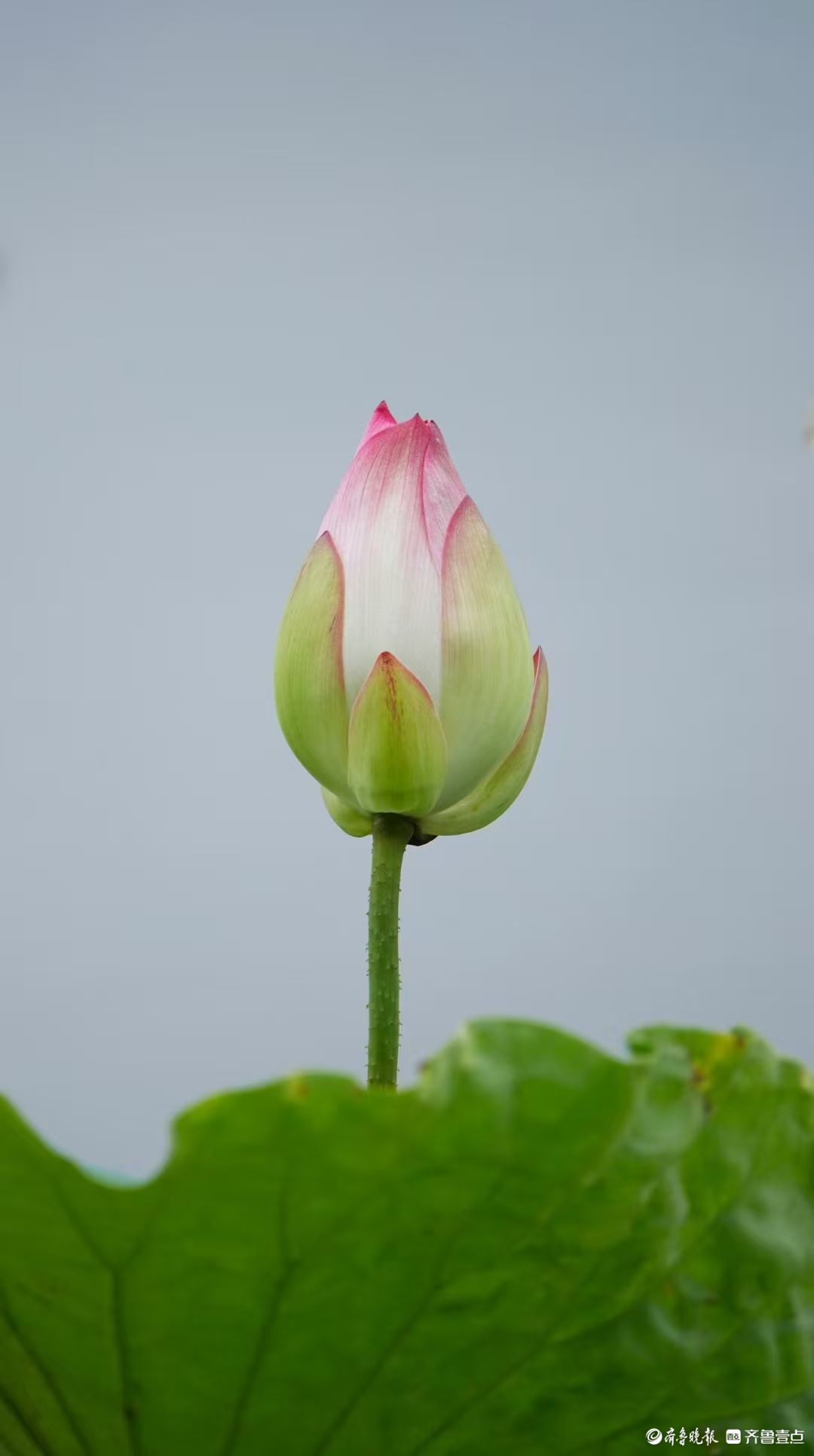 行摄华山——雨后小荷