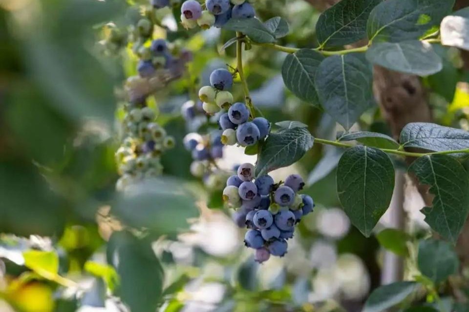 日照冬天不冷夏天不热，土壤透气性好，是全国最适宜的蓝莓产区