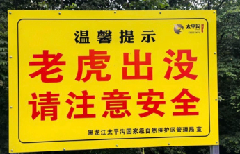 热闻|相距不到10米！男子珲春自驾遇野生东北虎，遇见野生老虎怎么办？