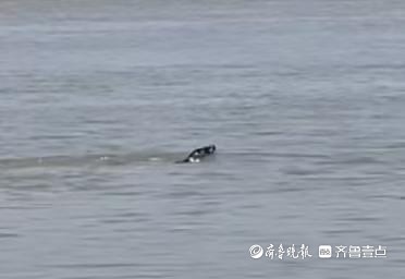 大沽河里惊现海豹？专家：有过此类案例，市民不要自行靠近