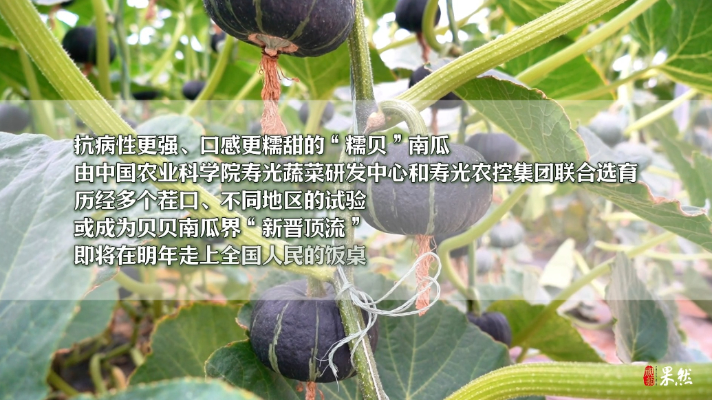 果然视频|潍坊寿光大棚里的南瓜界“新晋顶流”全新亮相