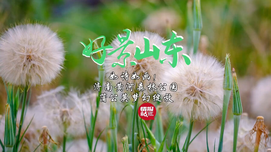 果然视频·好景山东|如诗如画！济南黄河森林公园蒲公英梦幻绽放