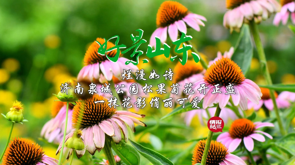 果然视频·好景山东|济南泉城公园松果菊花开正盛，花影俏丽可爱