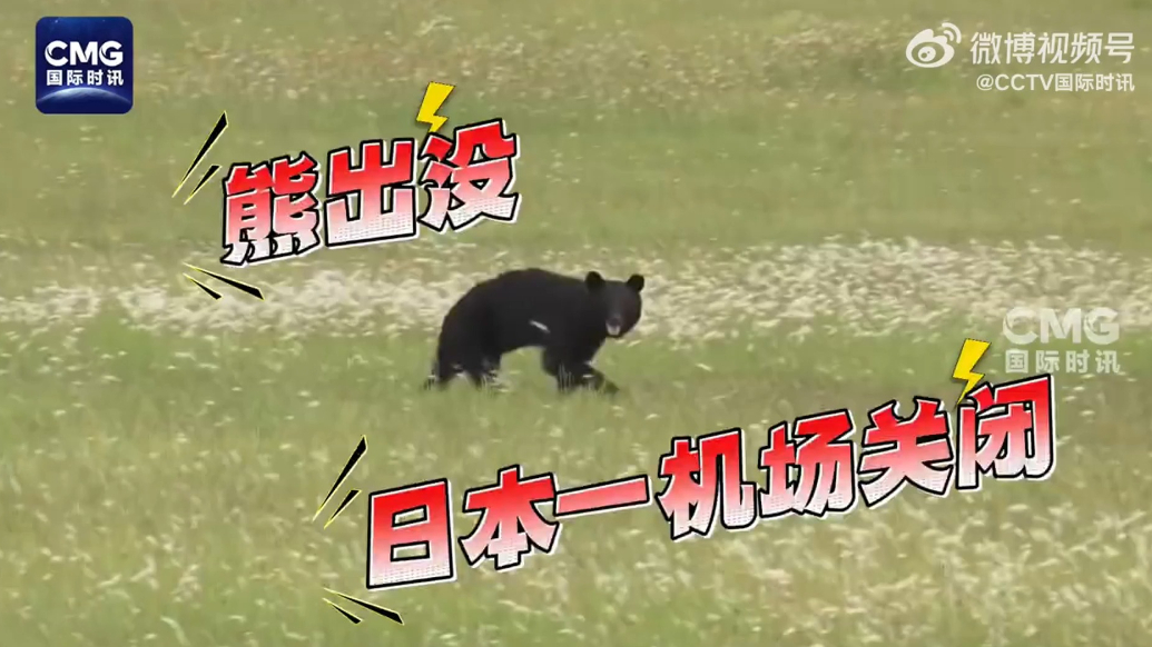 果然视频·看天下|日本一机场遭遇“熊出没”，多个航班被取消