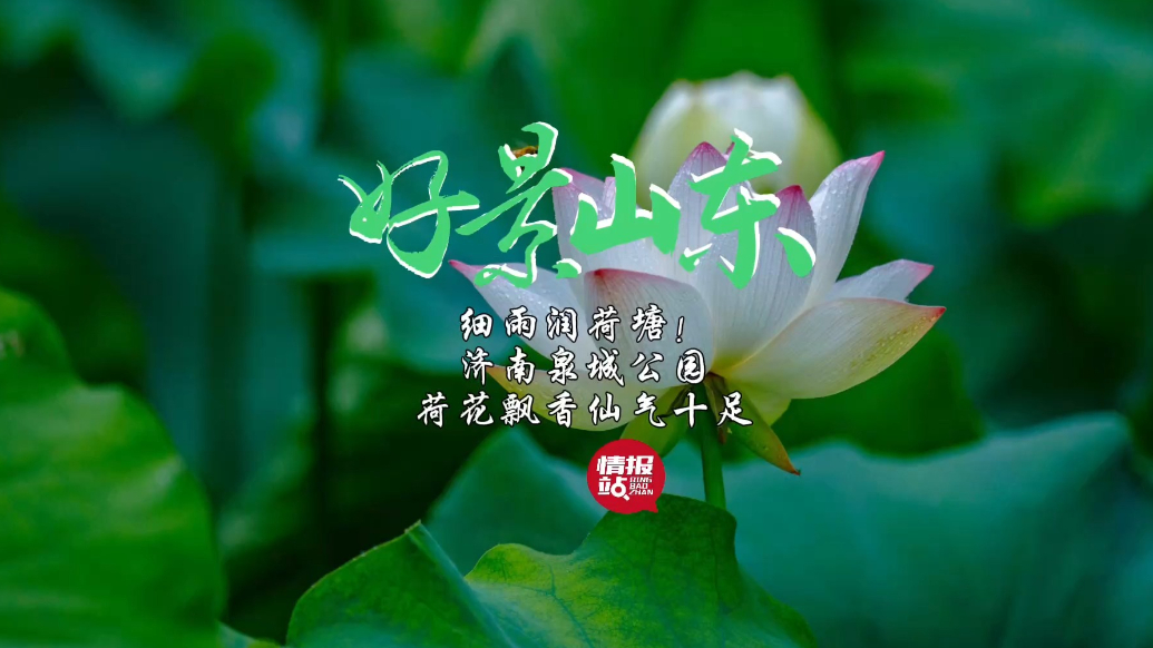 果然视频·好景山东|细雨润荷塘！济南泉城公园荷花飘香仙气十足
