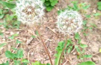 我与黄河文化地标｜小小蒲公英，黄河馈赠给我们的礼物