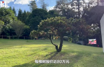 被举报的近80万一棵“天价树”，不能是一笔糊涂账