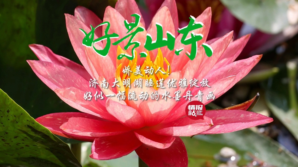 果然视频·好景山东|济南大明湖睡莲盛开，好似流动的水墨丹青画
