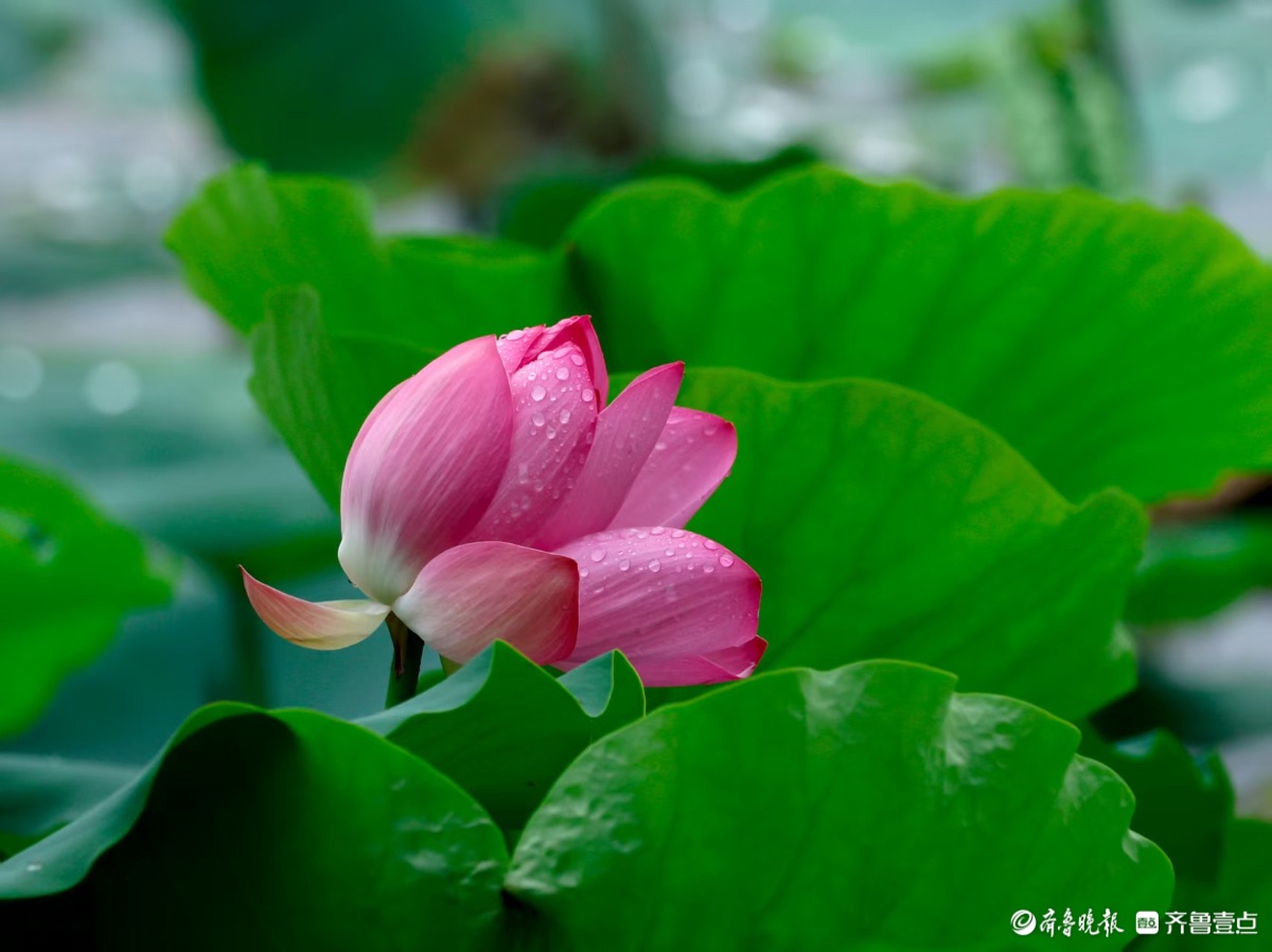 大明湖公园，雨中荷花别样红