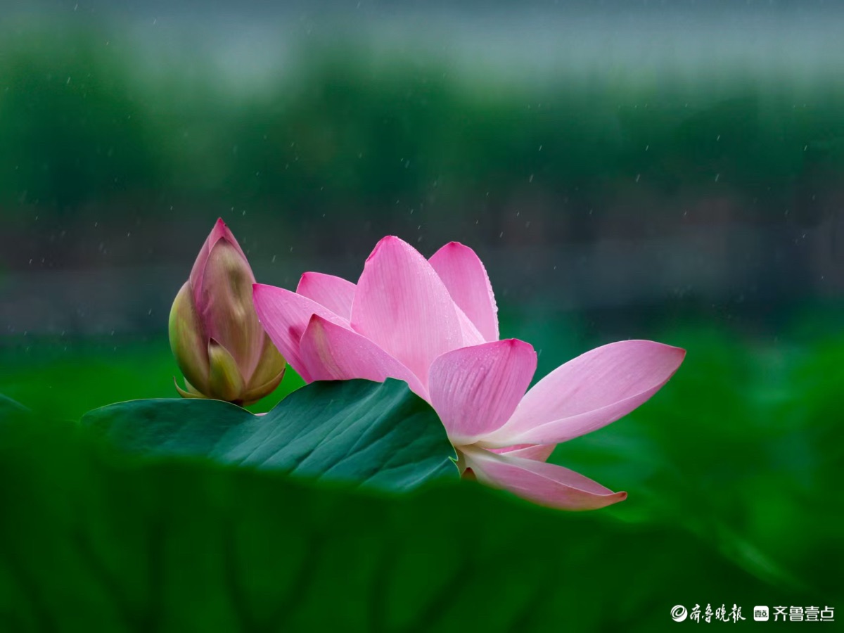 大明湖公园，雨中荷花别样红