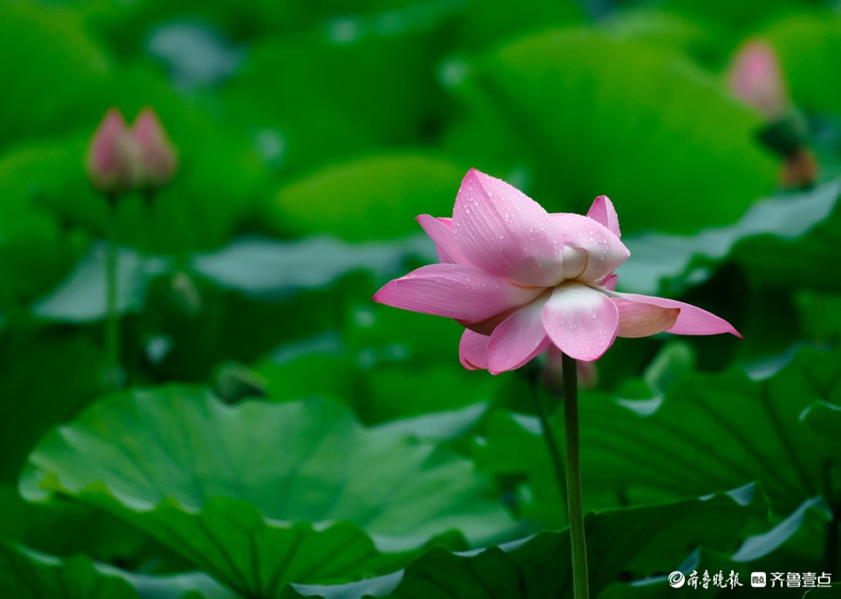 大明湖公园，雨中荷花别样红