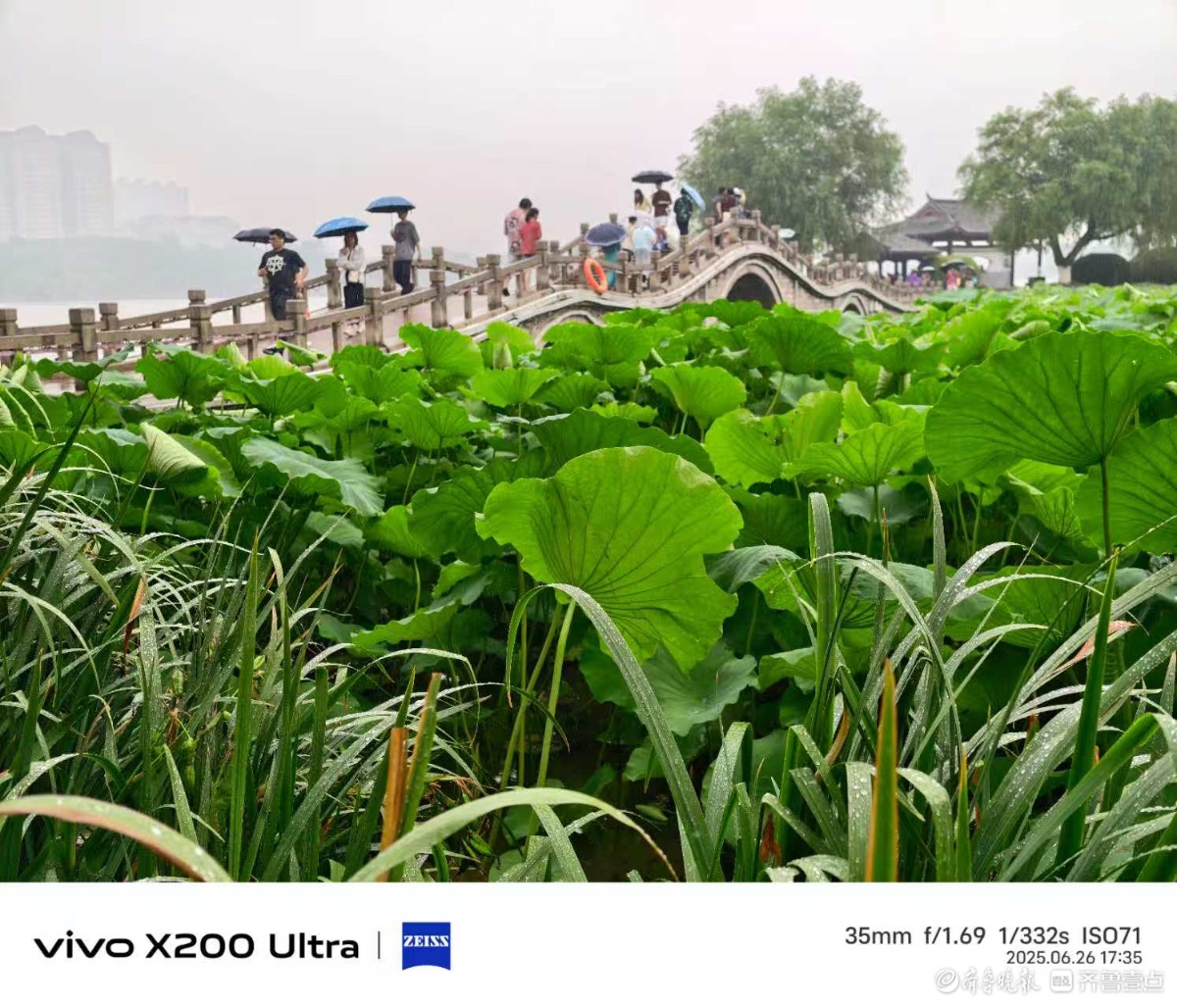 雨润泉城荷花艳，我在记录