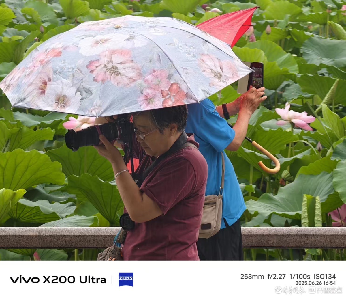 雨润泉城荷花艳，我在记录
