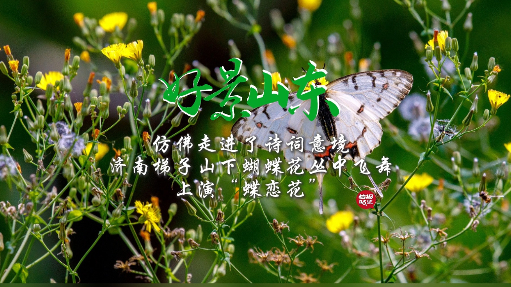 果然视频·好景山东|济南梯子山蝴蝶花丛中飞舞，上演“蝶恋花”