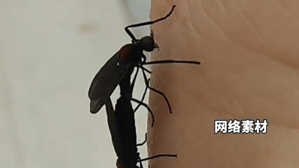 韩国首尔爱情虫爆发，引发了市民和游客的广泛关注与不适