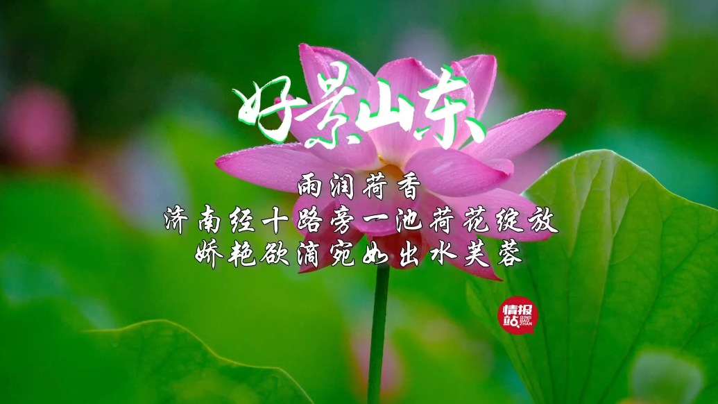 果然视频·好景山东|济南经十路旁一池荷花绽放，娇艳欲滴醉游人