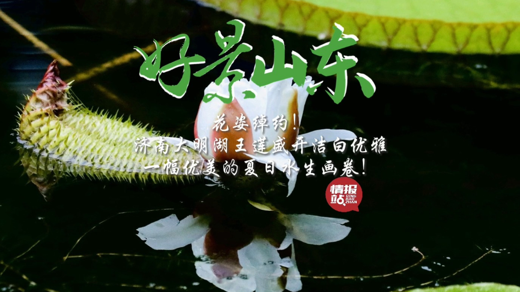 果然视频·好景山东|济南大明湖王莲惊艳盛开，花姿绰约洁白优雅