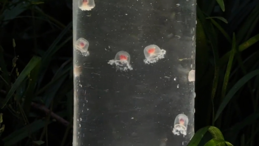 果然视频|青岛海边现粉色小水母！专家：有一定毒性，不建议手碰