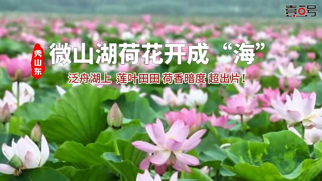 壹点号·秀山东|微山湖荷花开成“海”，连风都是荷香的味道🥰