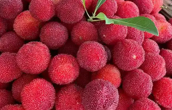 夏天的第一颗杨梅 吃起来