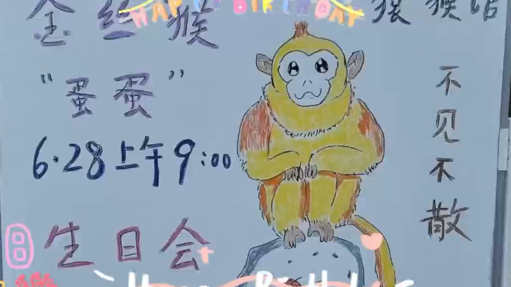 果然视频 | 动物视界（422）金丝猴蛋蛋的生日会来啦