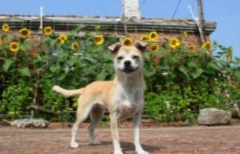 “解禁”中华田园犬，一场文明养犬的动态演进