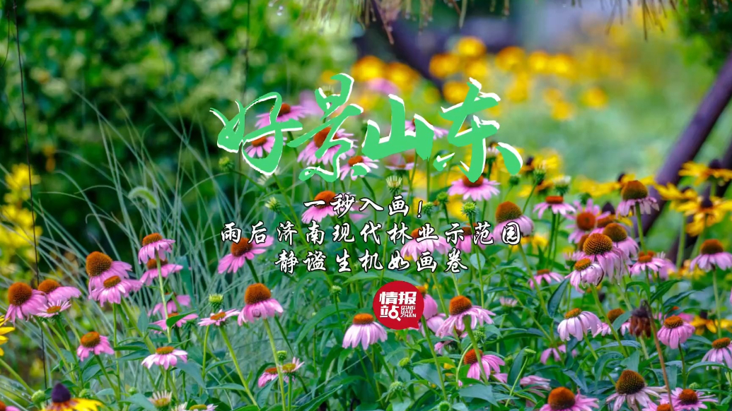 果然视频·好景山东|雨后济南现代林业示范园，静谧秀美如画卷