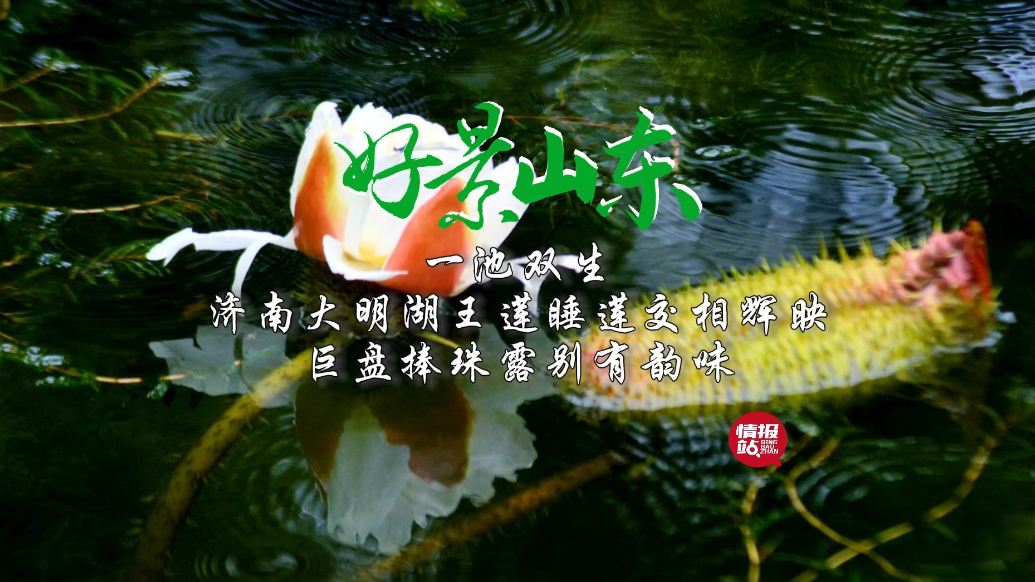 果然视频·好景山东|济南大明湖王莲睡莲相辉映，一池双生韵味浓