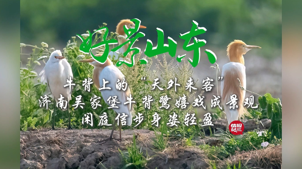 果然视频·好景山东|济南牛背鹭嬉戏成景观，闲庭信步身姿轻盈