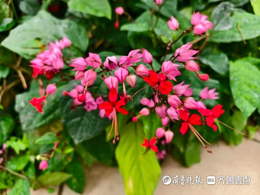 26℃的夏日奇遇！快来带娃解锁济南植物园科普馆奇幻之旅