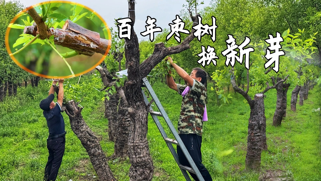 果然视频丨“保护老枣树，还能提高经济效益”乐陵百年枣树换新芽