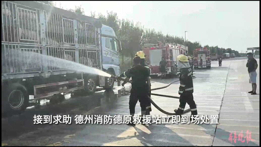 果然视频|一车活猪因暴晒脱水，消防员到场“救急”
