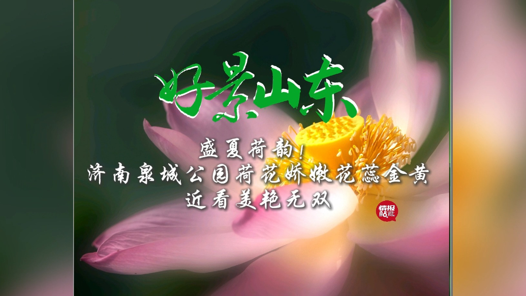 果然视频·好景山东|盛夏荷韵！济南泉城公园荷花娇嫩花蕊金黄