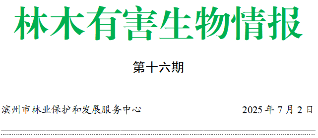 林木有害生物情报（十六）|滨州市第1代美国白蛾成虫进入羽化期