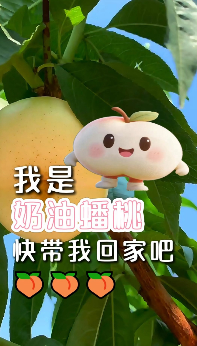 农超优选｜蒙阴新品奶油蟠桃上市！白白胖胖冰糖甜心来了