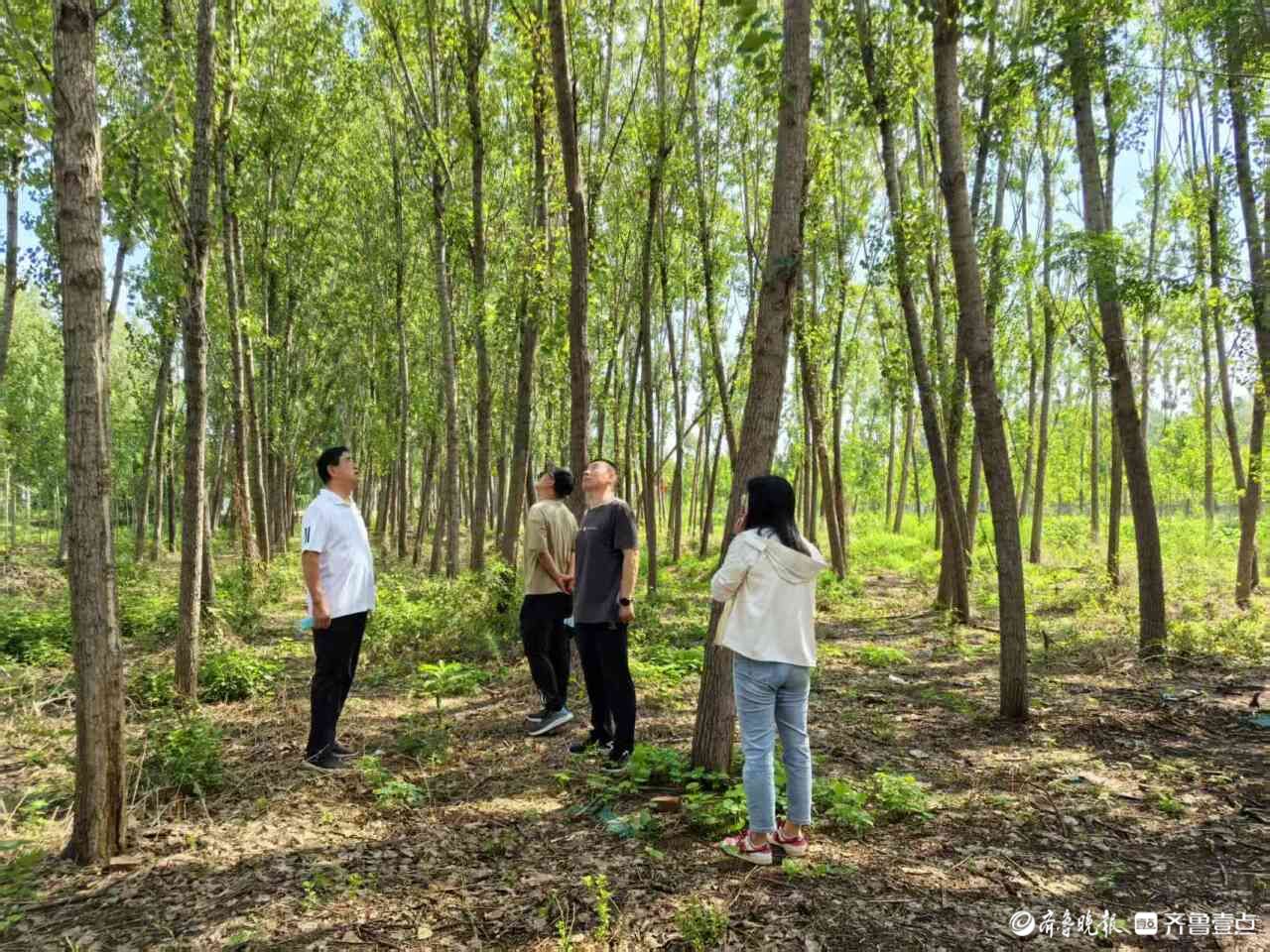 经开分局开展美国白蛾飞防防治效果验收评估