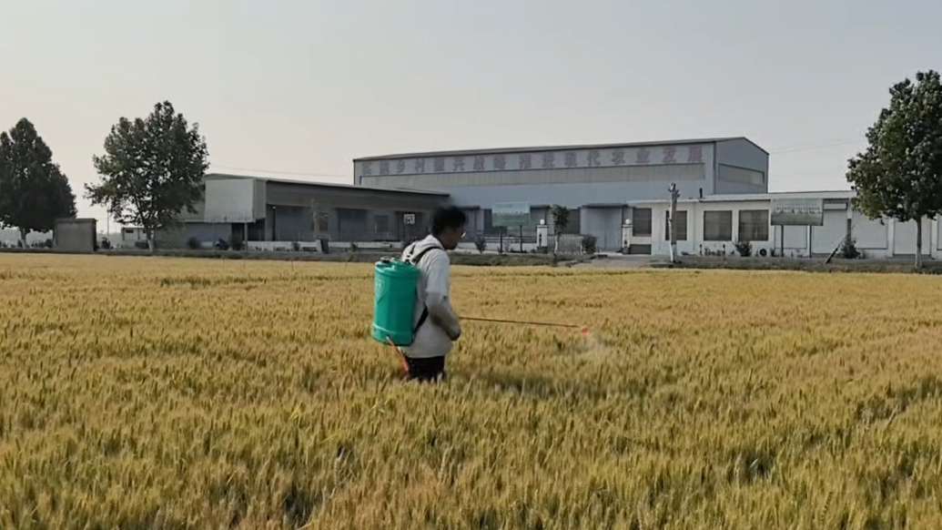 果然视频｜大学生小麦亩产超农户：现代农业的科技含金量藏不住了