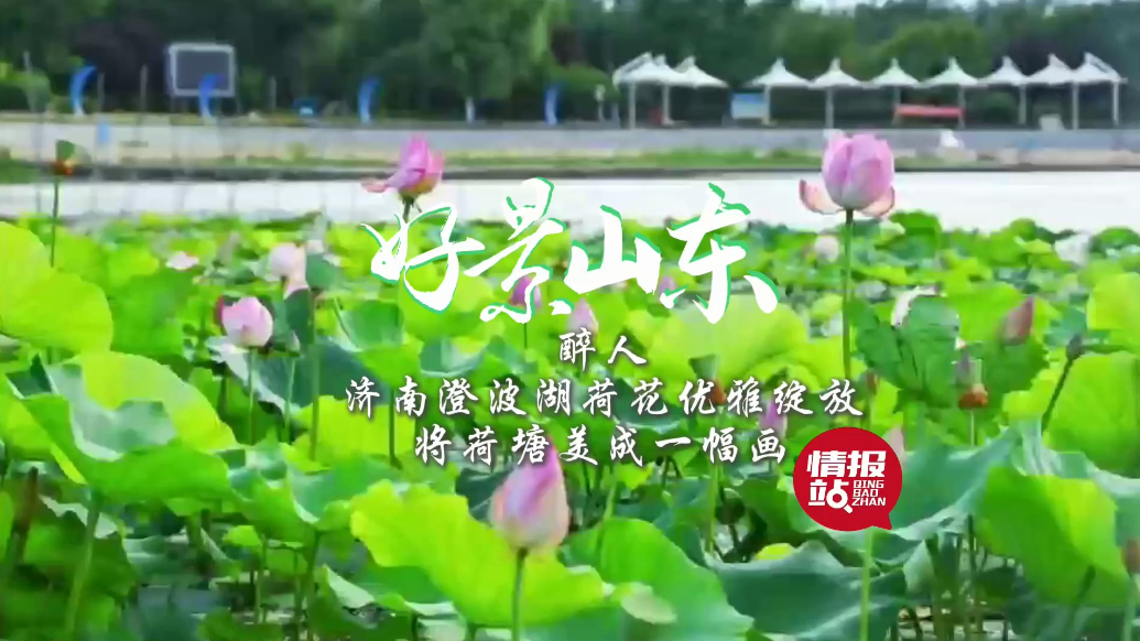 果然视频·好景山东|济南澄波湖荷花优雅绽放，将荷塘美成一幅画