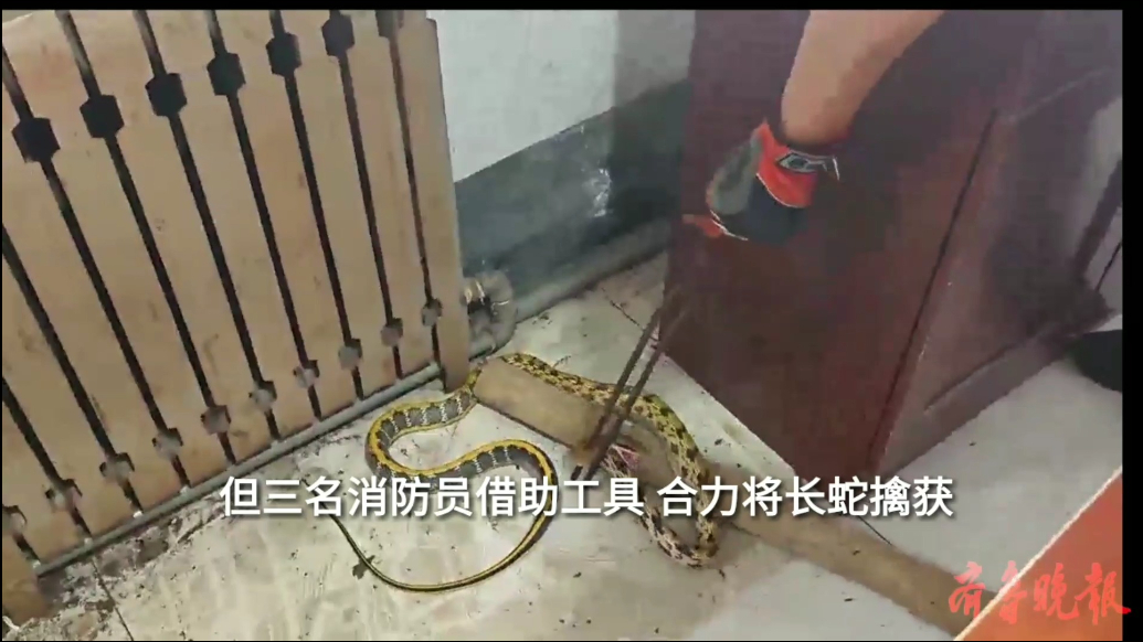 果然视频|长蛇闯入村民家中，三名消防员合力擒获