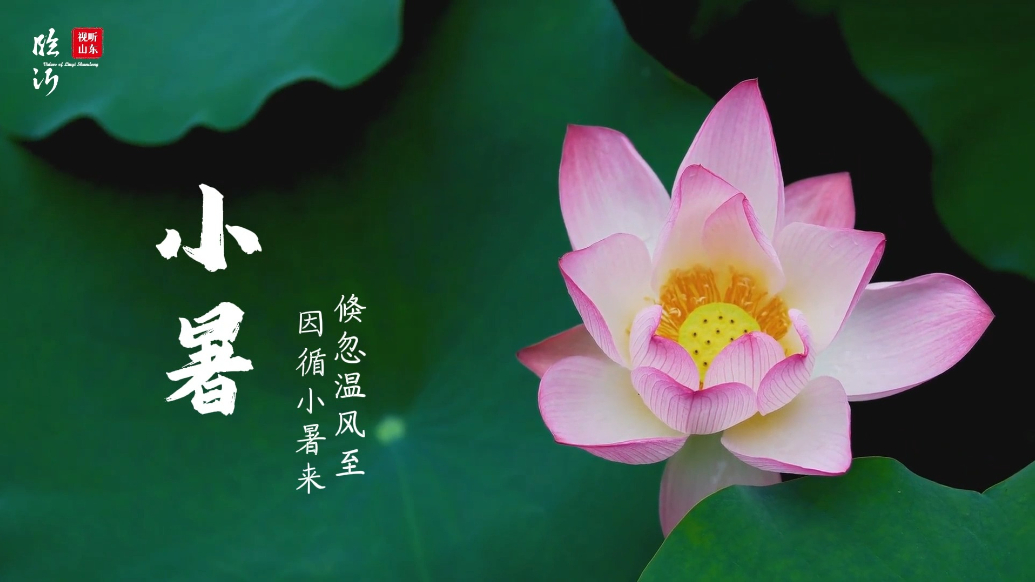 视听山东·平邑｜倏忽温风至，因循小暑来