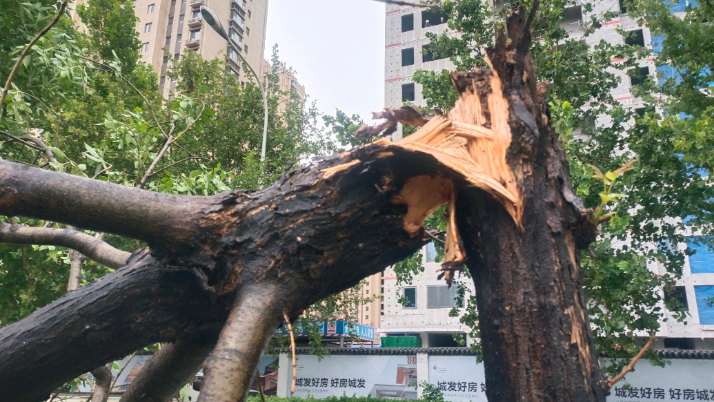情报站|大树折断，吹倒护栏！济南午后突降急雨，出行注意安全