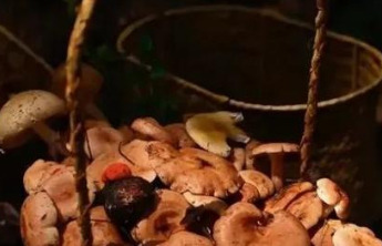 掘地三尺寻“野趣”，这“野”是非打不可吗？