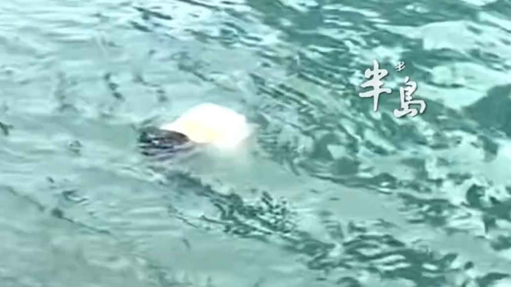 那纵身一跃的果断，是刻在骨子里的善良！女孩落水瞬间，热心大姐1分钟急速救援