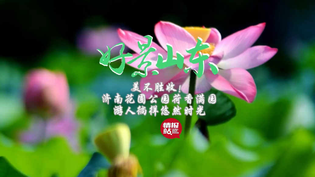 果然视频·好景山东|济南花圃公园荷香满园，游人徜徉悠然时光